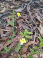 Image of Goodenia heterophylla subsp. eglandulosa R. Carolin