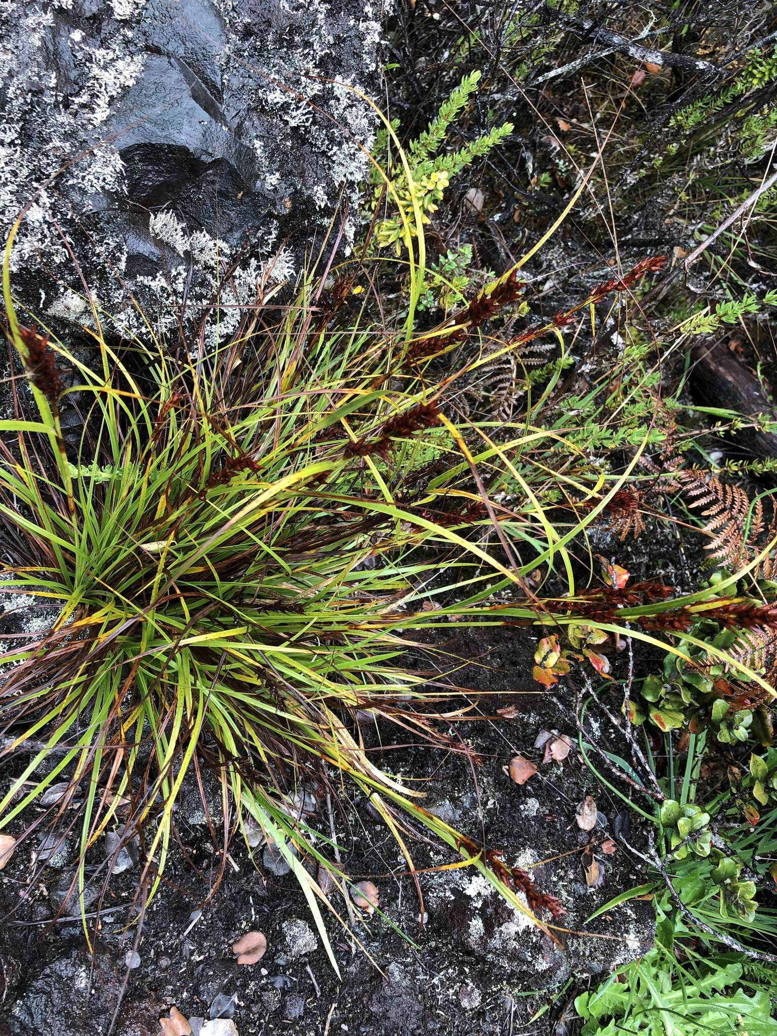 Imagem de Morelotia gahniiformis Gaudich.