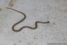 Image of Southwestern Blackhead Snake