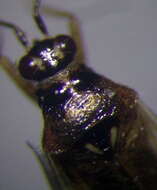 Dicyphus globulifer (Fallen 1829)的圖片