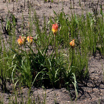 Kniphofia uvaria (L.) Oken resmi