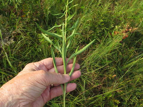 Image of bushy goldentop