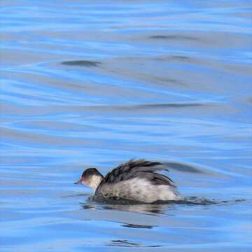 Image of Podiceps nigricollis gurneyi (Roberts 1919)