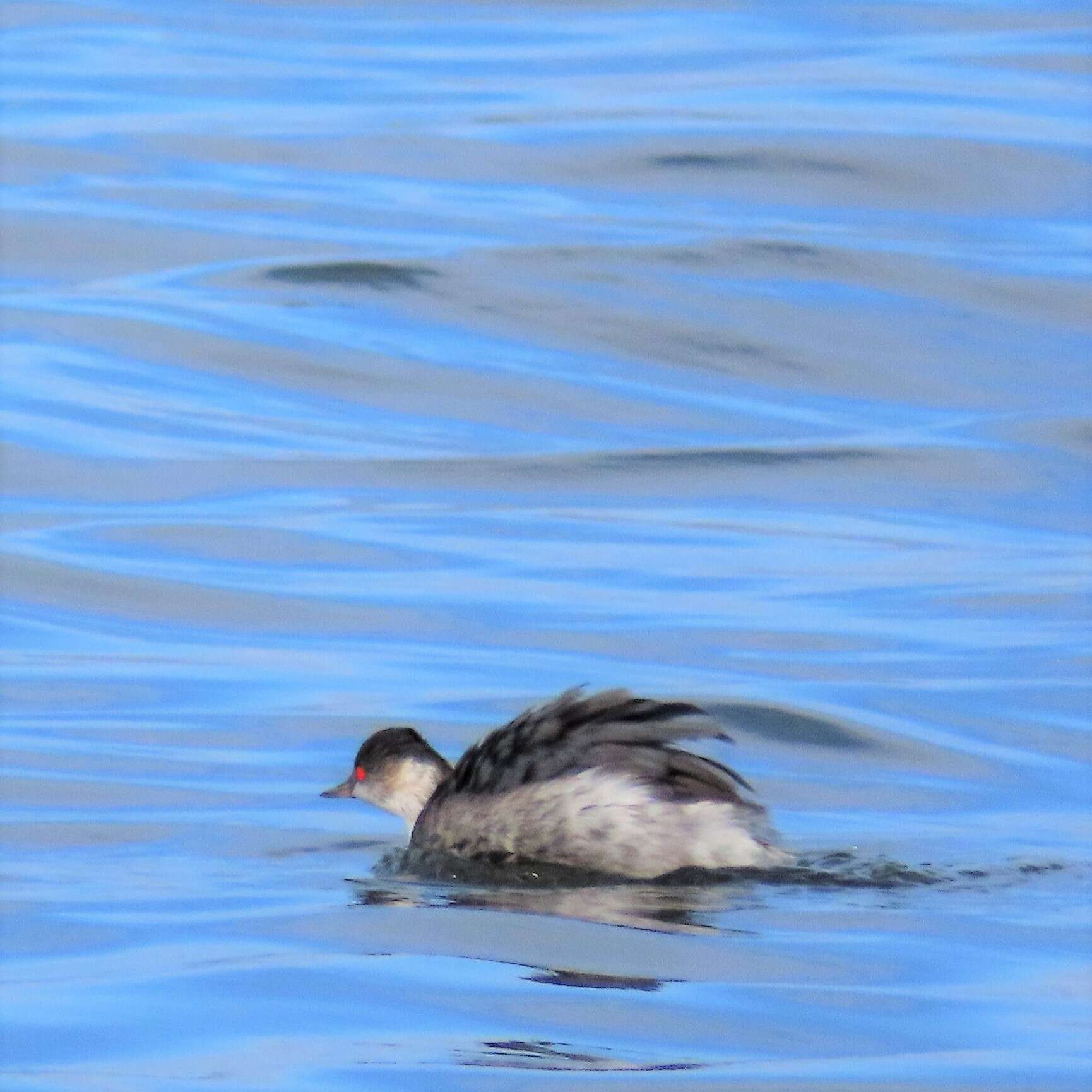 Image of Podiceps nigricollis gurneyi (Roberts 1919)