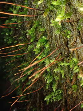 Image of Hygrohypnum luridum Jennings 1913