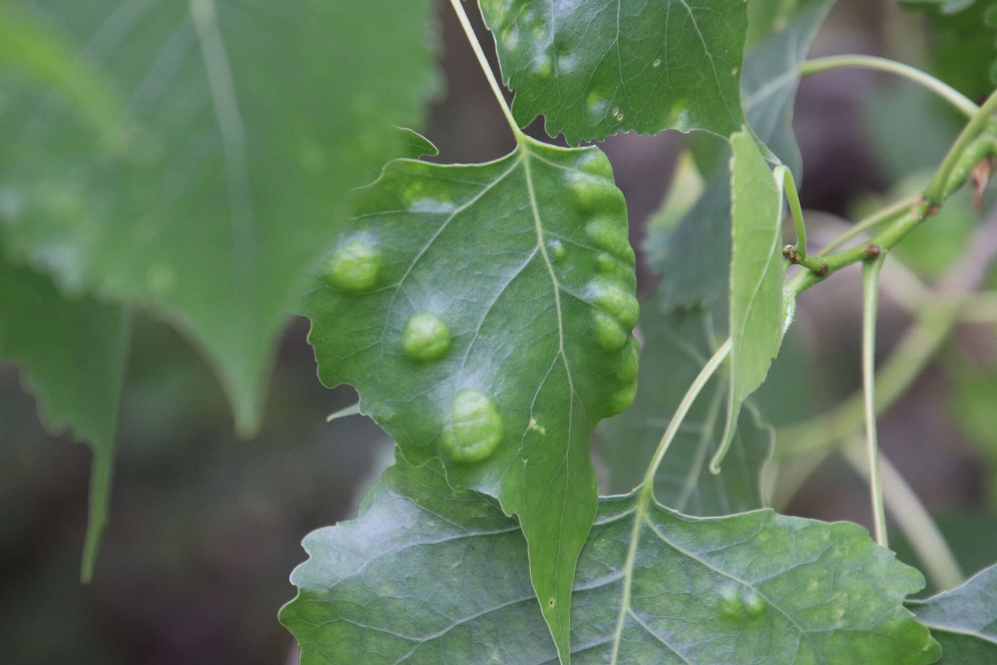 Image of Taphrina populi-salicis Mix 1947