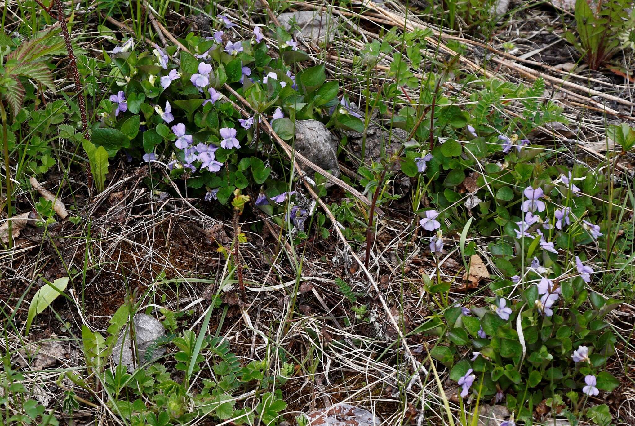 Image of Viola sacchalinensis H. Boiss.