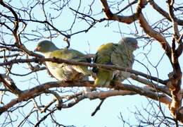 Image of African Green Pigeon