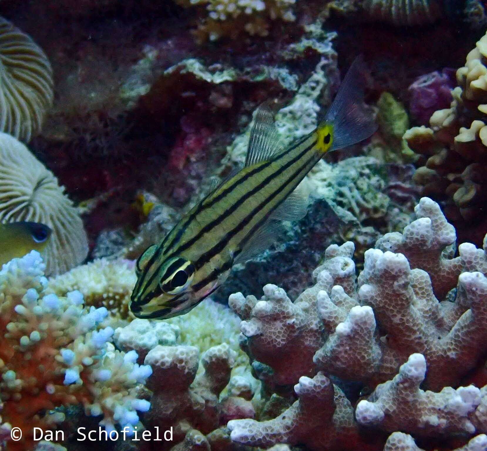 Image of Five-lined cardinalfish