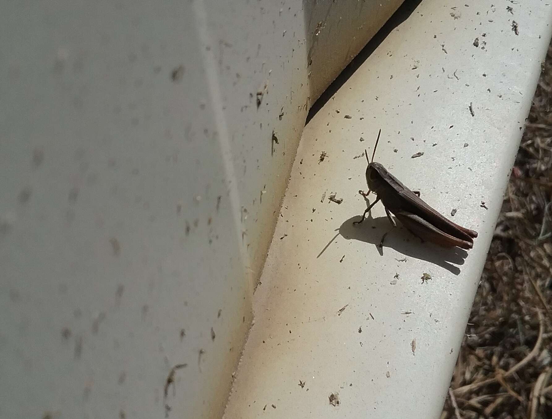 Image of Brown Winter Grasshopper