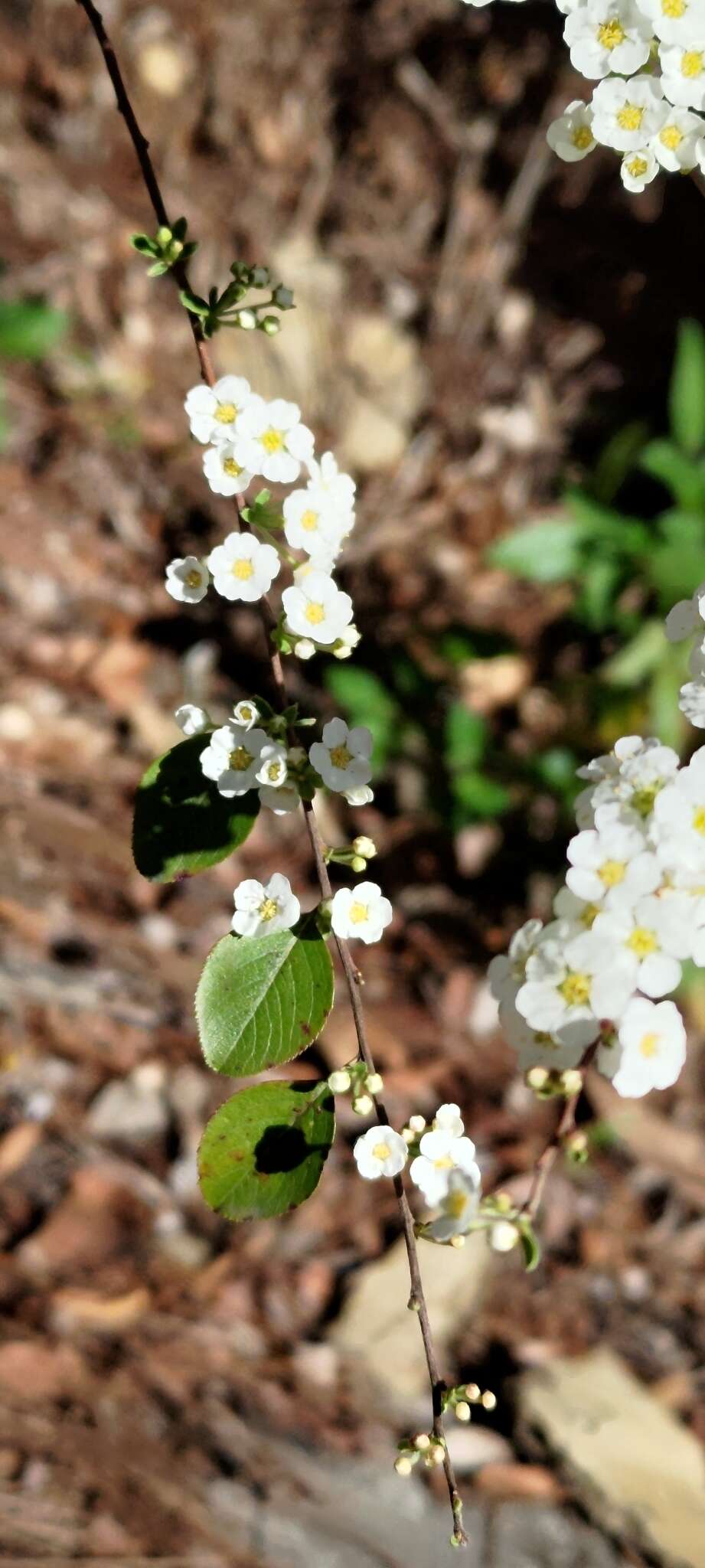 Image of Spiraea prunifolia var. pseudoprunifolia (Hayata ex Nakai) H. L. Li