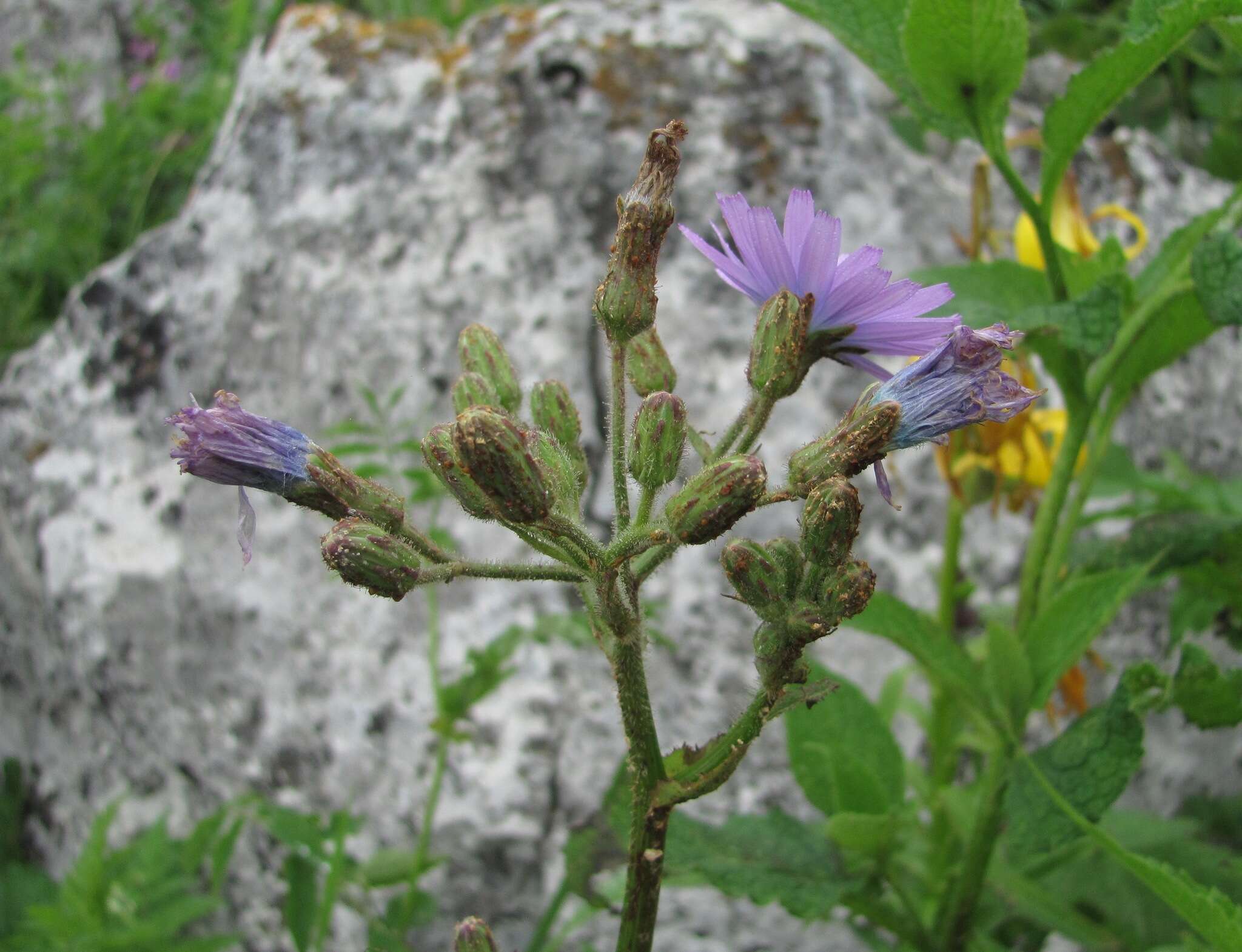 Image of Cicerbita racemosa (Willd.) Beauv.