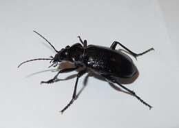 Imagem de Calosoma (Carabosoma) marginale Casey 1897