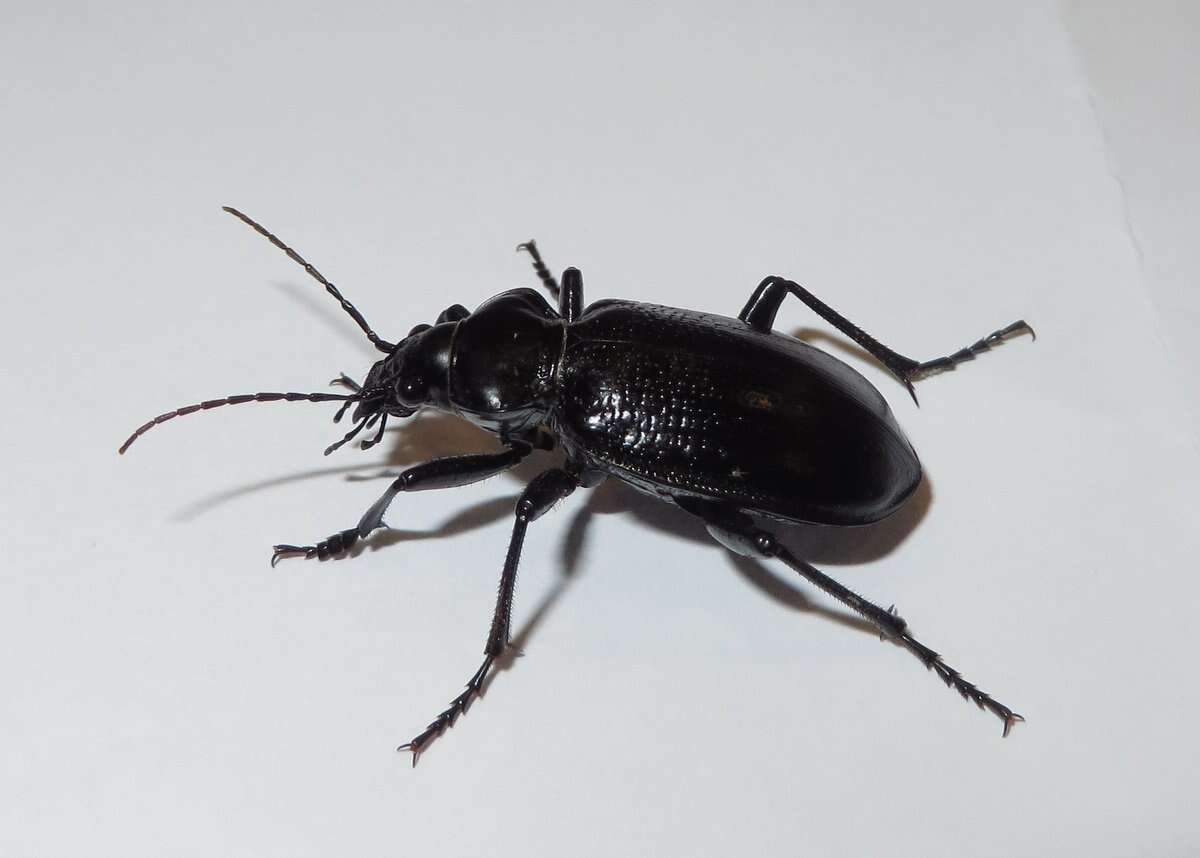 Слика од Calosoma (Carabosoma) marginale Casey 1897