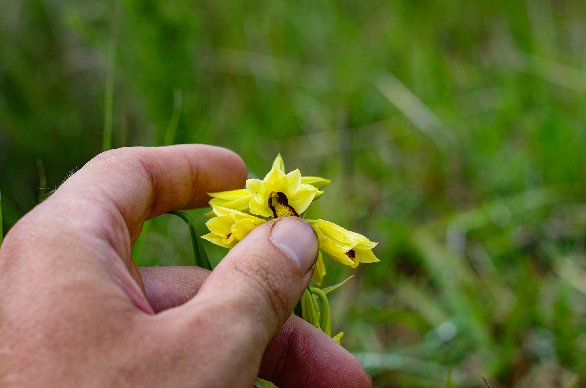 Image of Eulophia rutenbergiana Kraenzl.