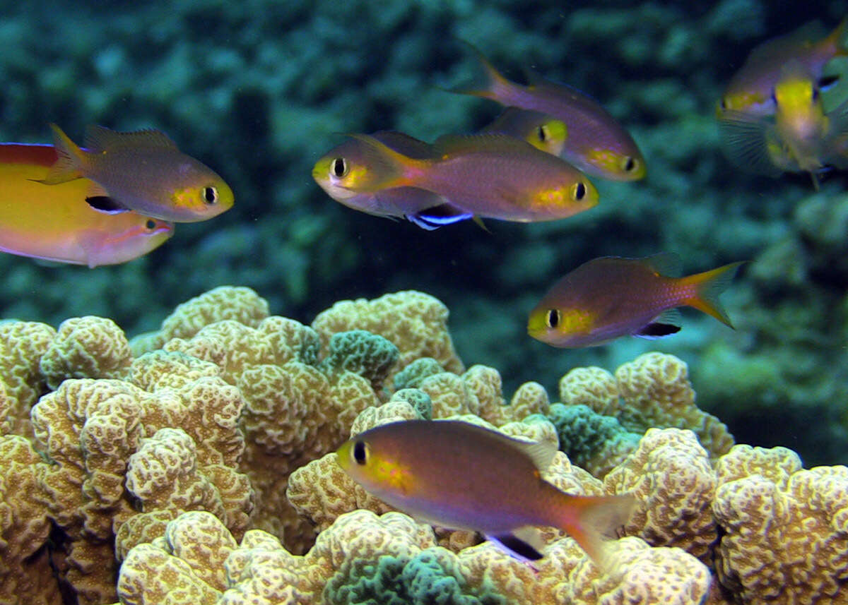 Image of Dwarf chromis