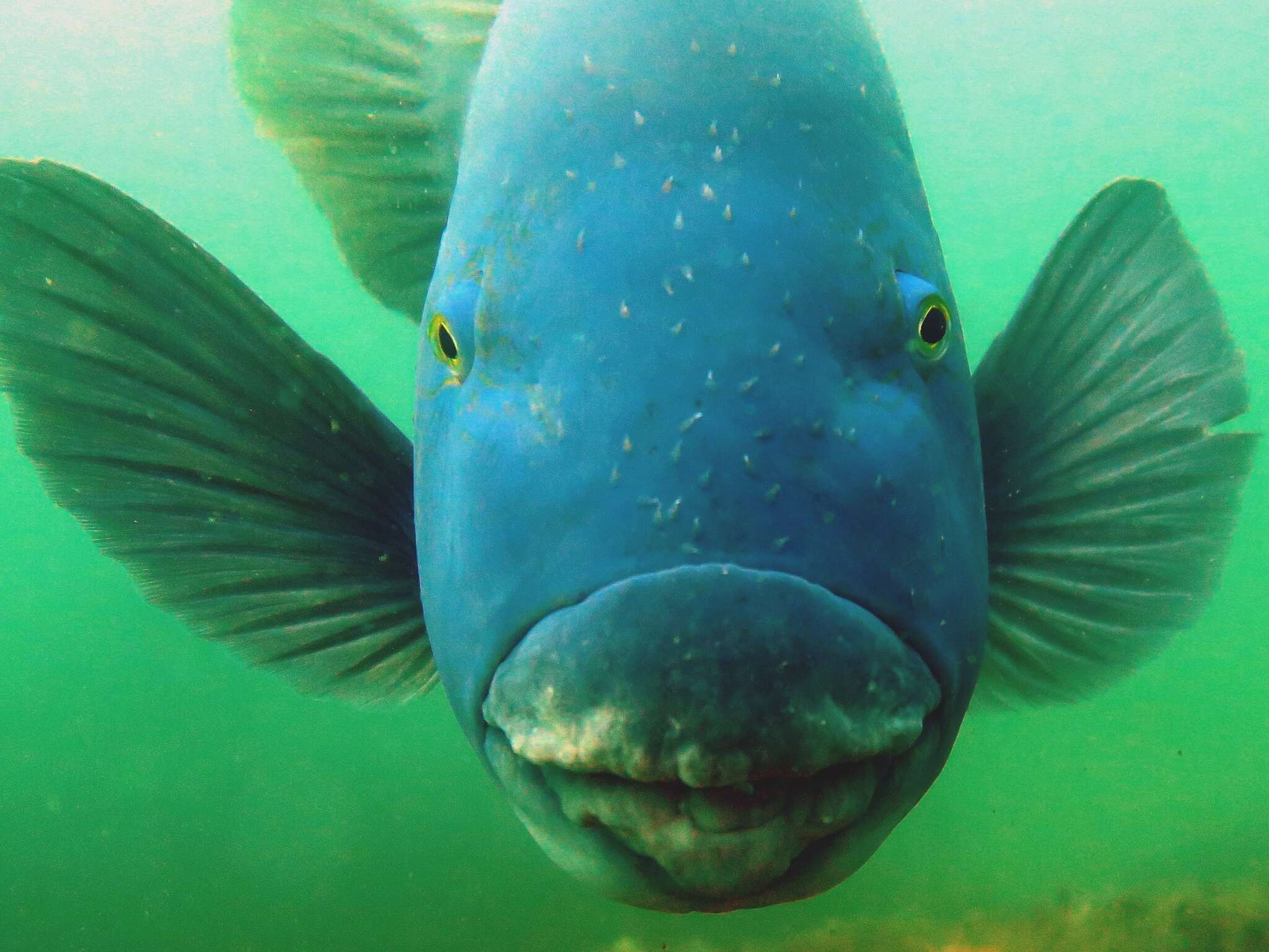 Image of blue groper