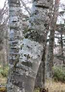 Image of Japanese Beech