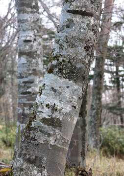 Image de Fagus crenata Blume