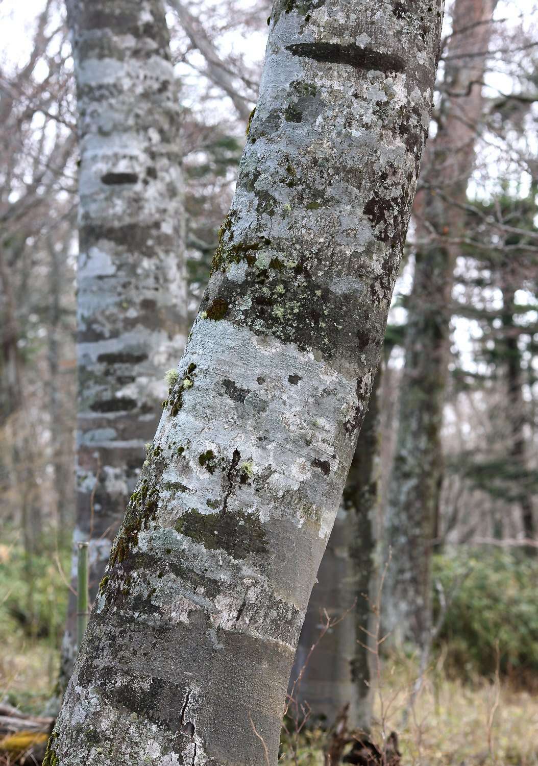 Image of Japanese Beech