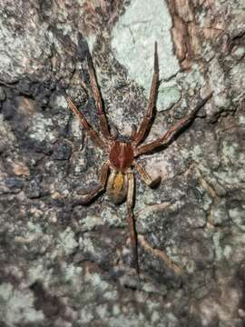 Image of Isoctenus coxalis (F. O. Pickard-Cambridge 1902)