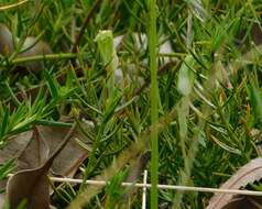 Pterostylis ectypha的圖片