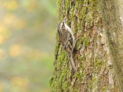 Image of treecreepers