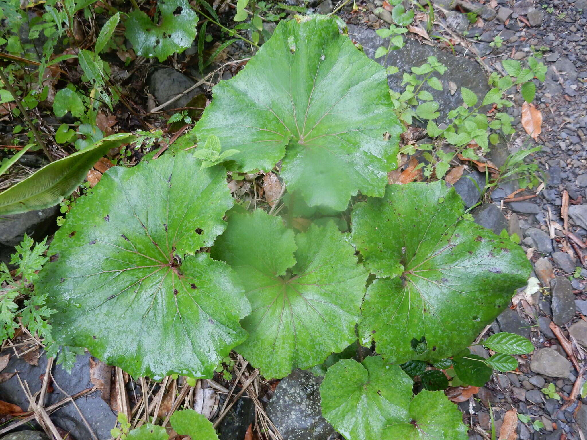 Image of Petasites formosanus Kitam.