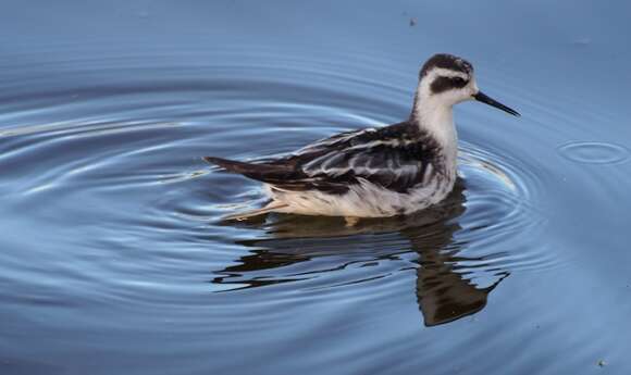 Image of Red-necked Phalarope