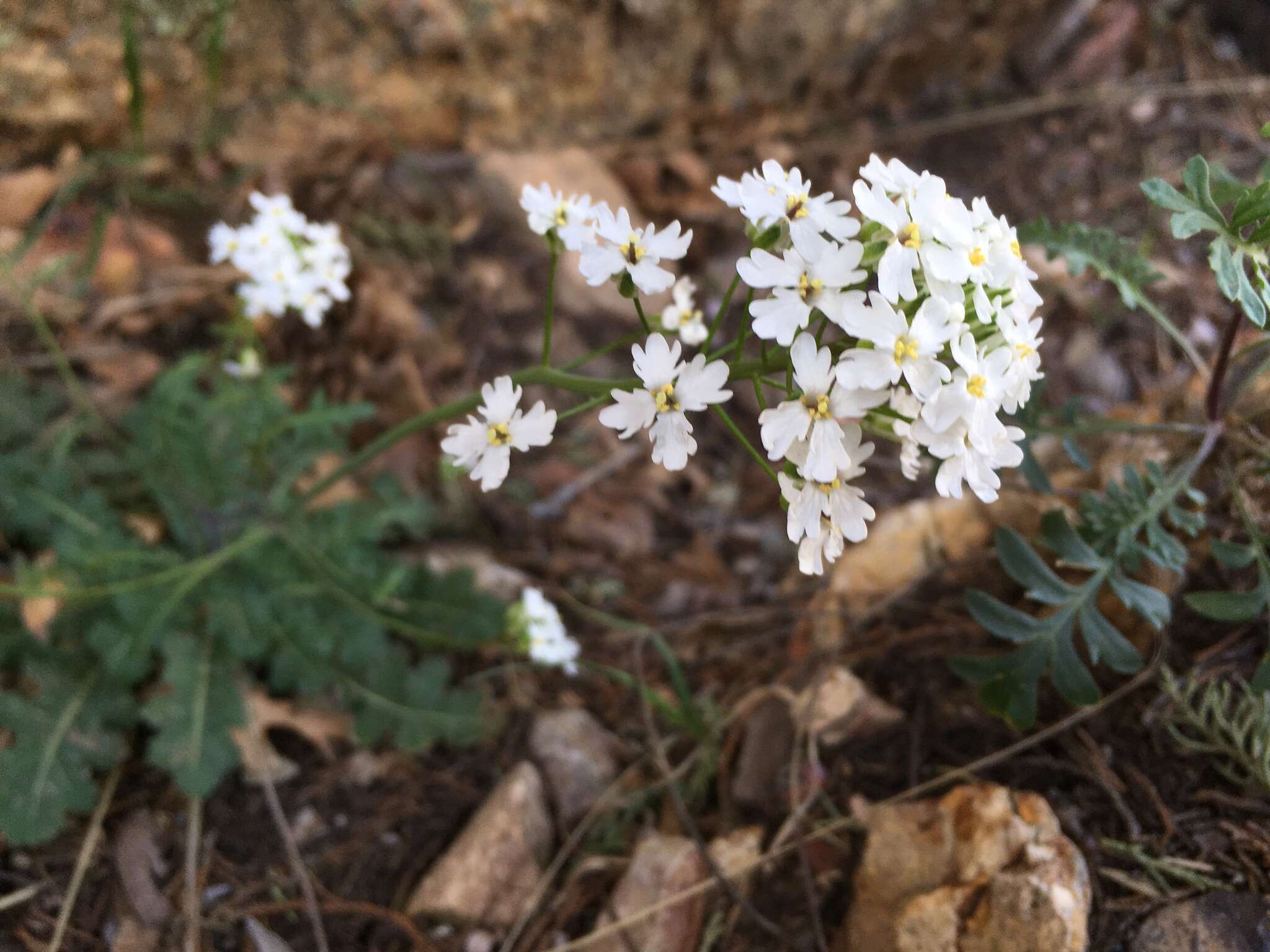 صورة Dryopetalon runcinatum A. Gray