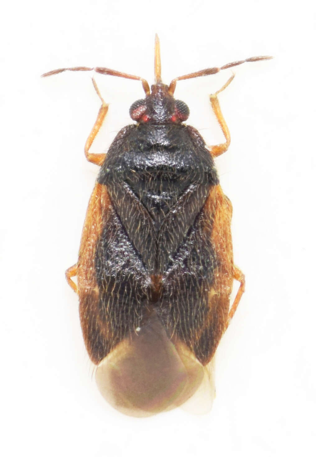 Sivun Brachysteles parvicornis (Costa 1847) kuva