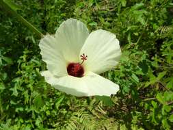 Hibiscus aculeatus Walt. resmi