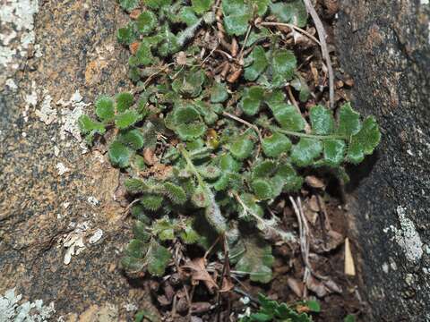 Sivun Asplenium subglandulosum (Hook. & Grev.) Salvo, Prada & T. E. Diaz kuva