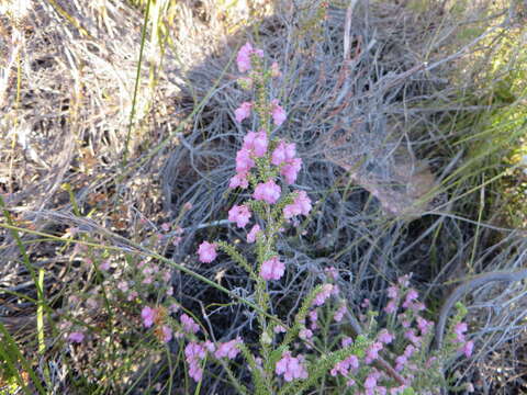 Image of Erica fimbriata Andr.