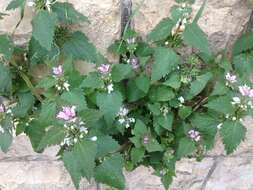 Image of Lamium moschatum Mill.