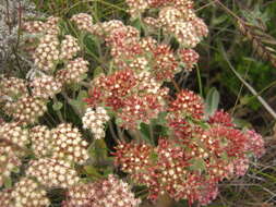 Image de Helichrysum spiralepis Hilliard & Burtt