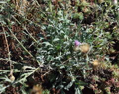 Image of Centaurea sarandinakiae Illarionova
