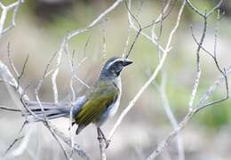 Imagem de Saltator similis d'Orbigny & Lafresnaye 1837