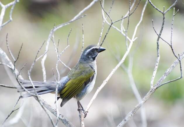 Imagem de Saltator similis d'Orbigny & Lafresnaye 1837