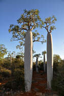 Image of Pachypodium geayi Costantin & Bois