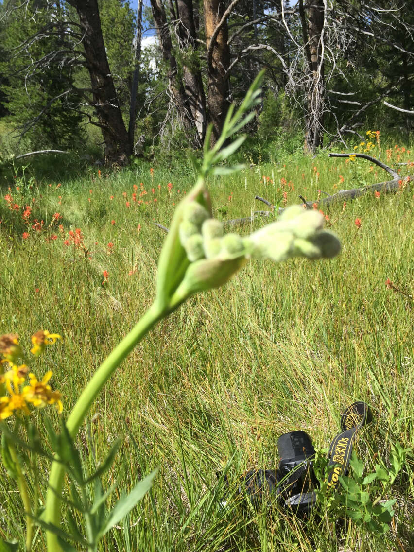 Image of Swamp Whiteheads