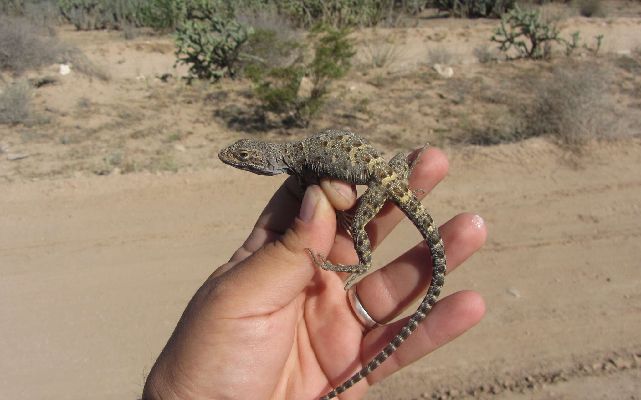 Image of Cope's leopard lizard