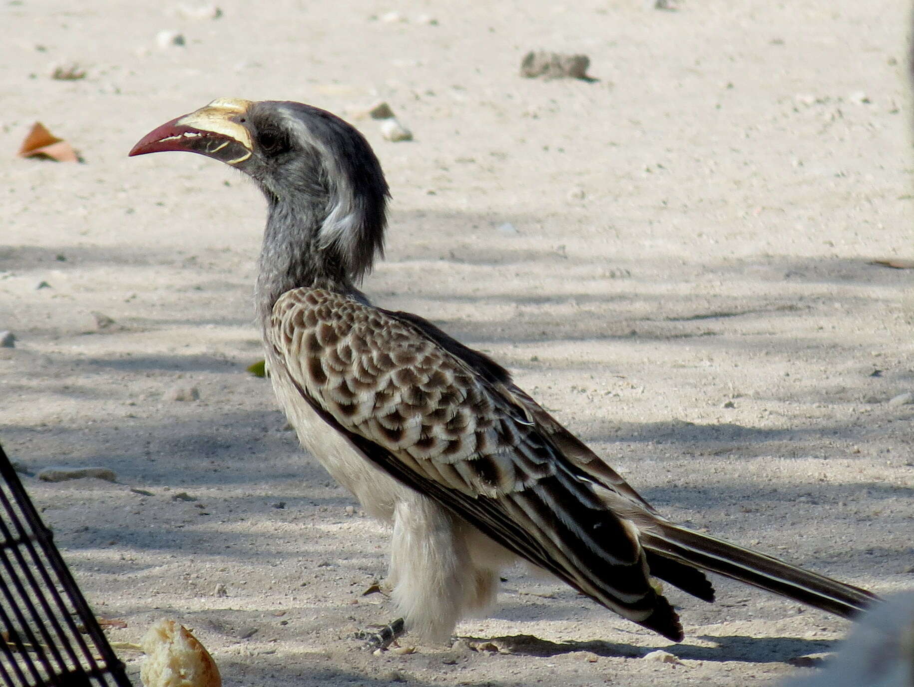 Image of Lophoceros nasutus nasutus (Linnaeus 1766)