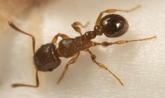 صورة Tetramorium frigidum Arnold 1926