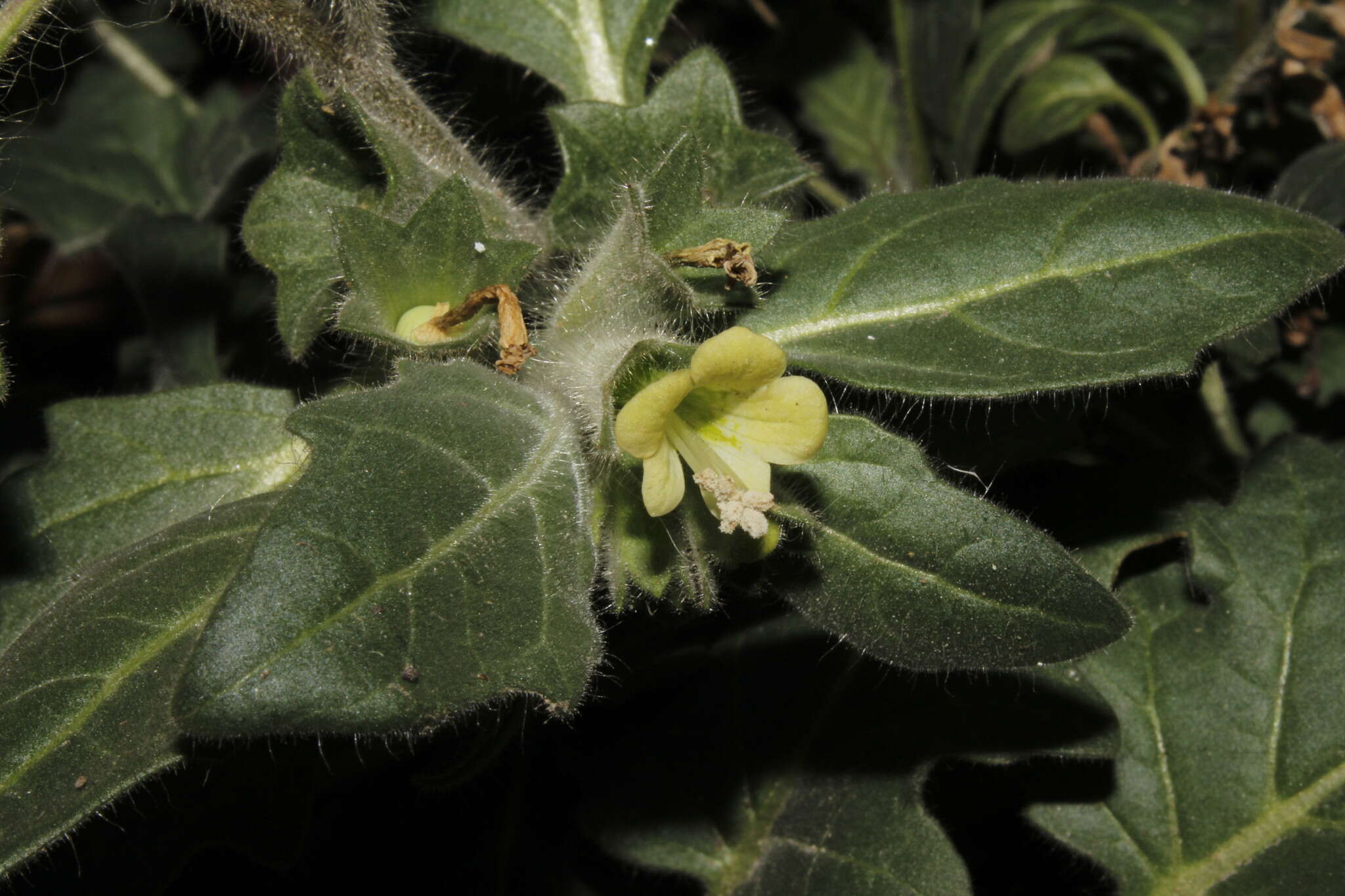 Image of white henbane