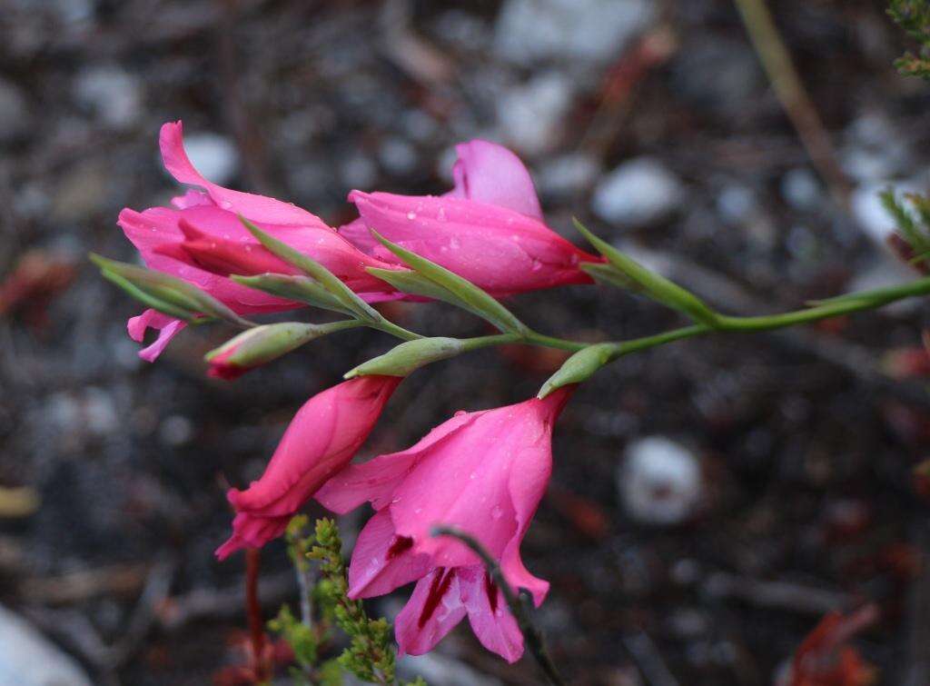 Image de Gladiolus crispulatus L. Bolus