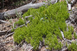 Plancia ëd Galium andrewsii A. Gray