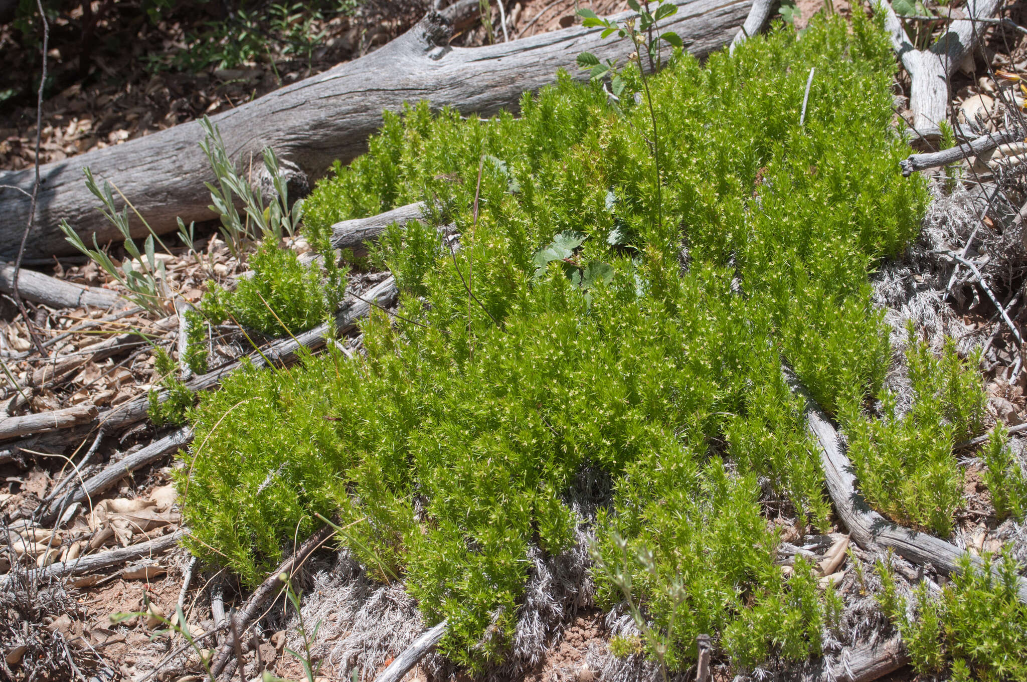 Plancia ëd Galium andrewsii A. Gray