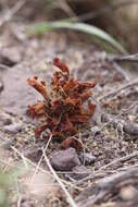 Image of Aphyllon cooperi subsp. palmeri (Munz) A. C. Schneid.