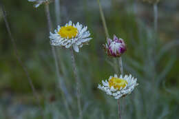 Слика од Leucochrysum albicans subsp. tricolor (DC.) N. G. Walsh